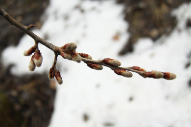 Погода в Воронеже на субботу, 16 марта