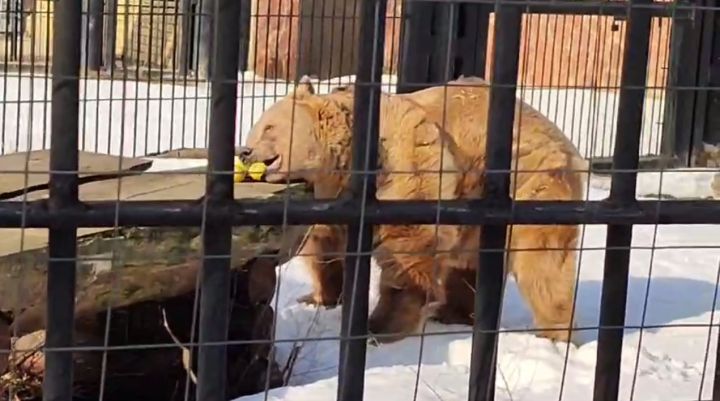 В Воронеже раньше времени проснулись голодные медведи: видео