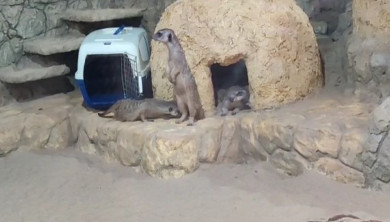 Новый обитатель родом из пустыни появился в Воронежском зоопарке