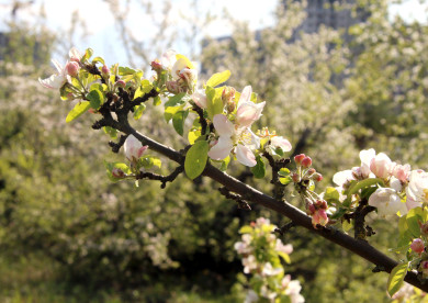 Как воронежцы будут отдыхать на майских праздниках