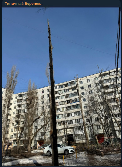 «Покромсали деревья»: горожан обеспокоила обрезка тополя у воронежской многоэтажки