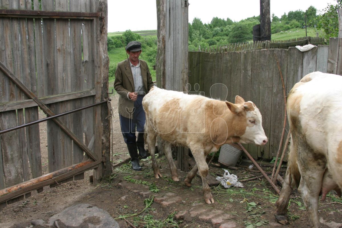 Два очага бешенства обнаружили в&nbsp;Воронежской области