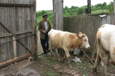 Два очага бешенства обнаружили в Воронежской области