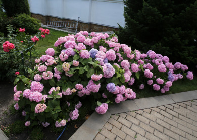 Мужчина подрался с соседом из-за поломанных растений и попал под суд в Воронежской области