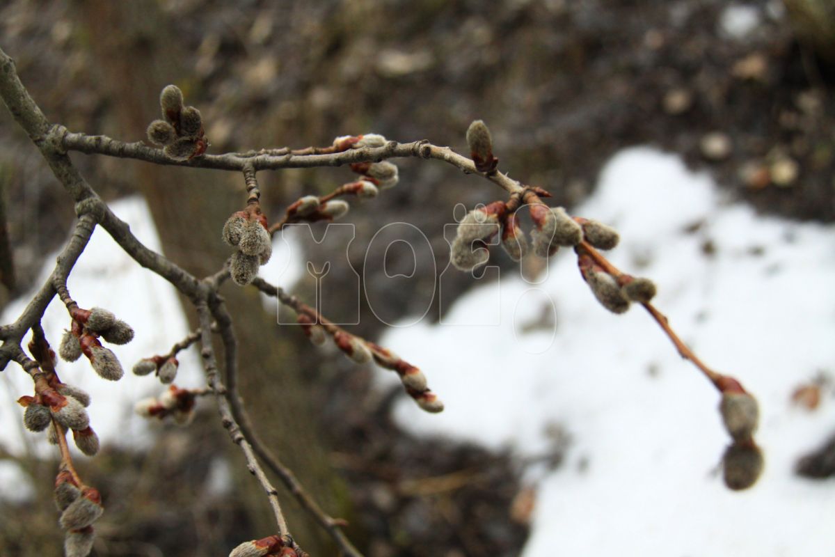 Погода в Воронеже на воскресенье, 24 марта