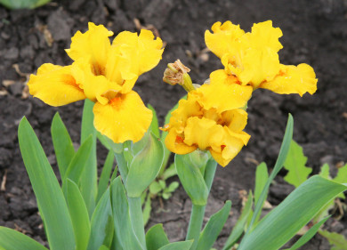 Ждать ли осадков: воронежцам рассказали о погоде на рабочей неделе