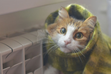 Параметры отопления должны снизить в ближайшее время в Воронеже