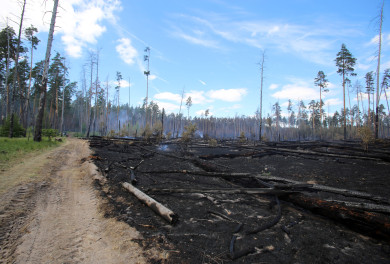 Серьёзный ландшафтный пожар вспыхнул в Воронеже