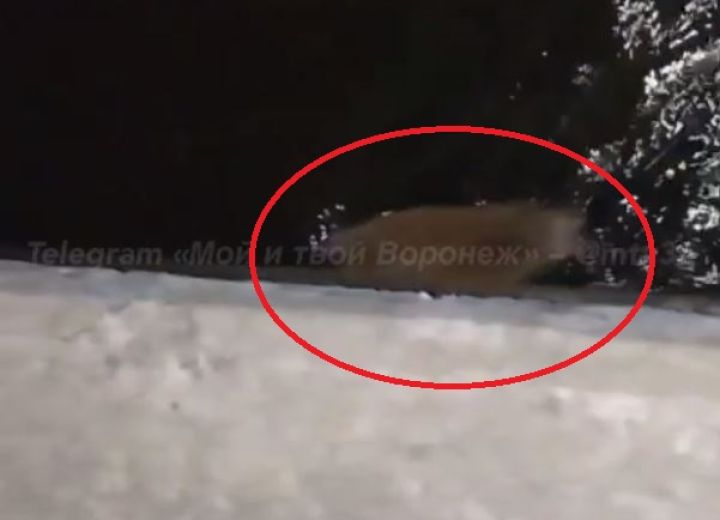 Загадочное животное обнаружили в Воронежском водохранилище