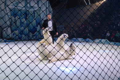 На 4 года закроется Воронежский цирк: сезон завершится выступлением белых медведей