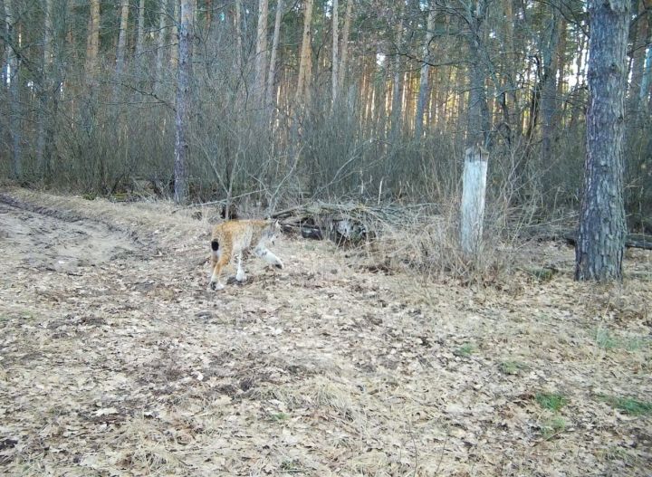 Упитанная рысь попала в фотоловушку заповедника в Воронежской области