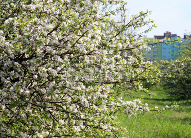 Прогноз погоды в Воронеже на пятницу, 5 апреля