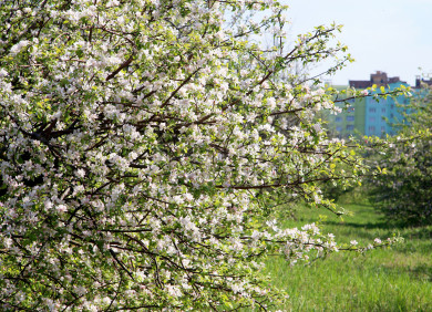 Прогноз погоды в Воронеже на вторник, 9 апреля