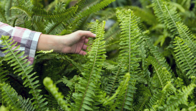 Как вырастить здоровый и эффектный комнатный папоротник