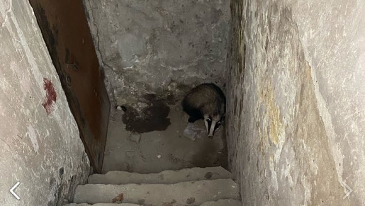«Серьёзная опасность для горожан»: дикое животное обнаружили в центре Воронежа