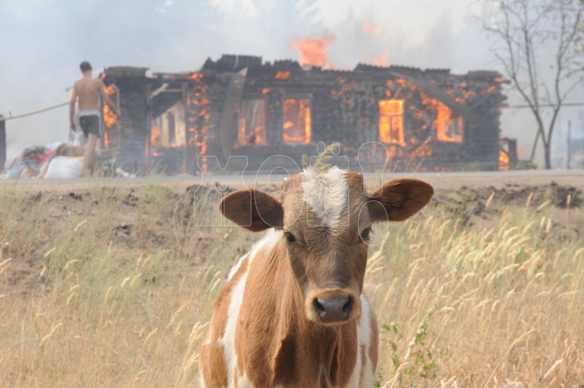 Четырёхлетний карантин из-за опасной инфекции отменили в&nbsp;одном из&nbsp;районов Воронежской области