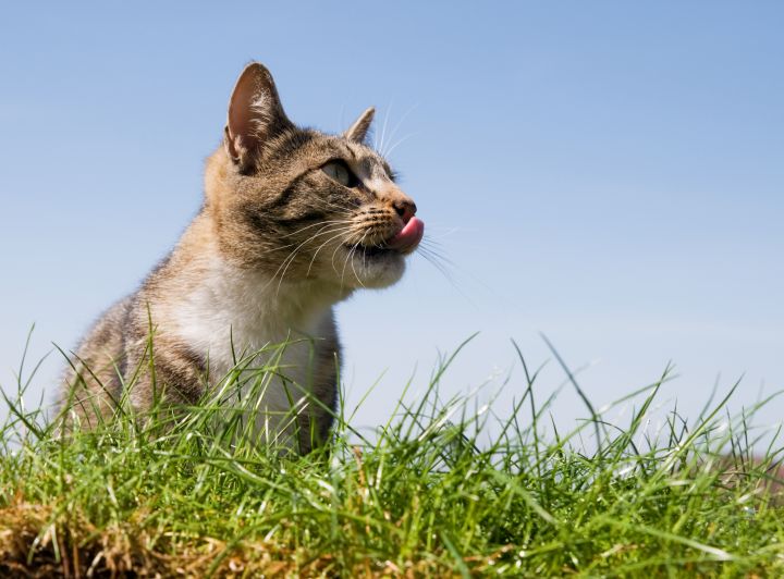 Почему кошки так любят траву? 