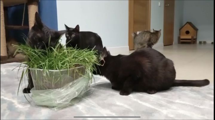 Черные кошки + зеленая трава = любовь 