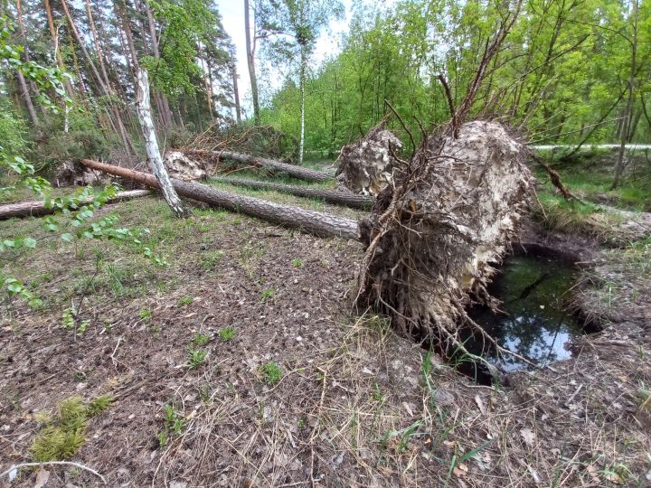 Разгул стихии: воронежцы показали на фото огромные деревья, вырванные с корнем