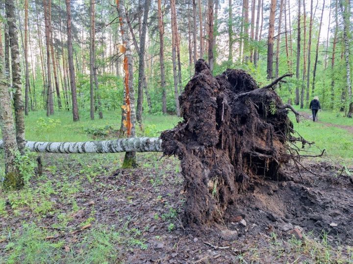 Почти в три раза увеличилось количество деревьев, рухнувших в Воронеже из-за урагана