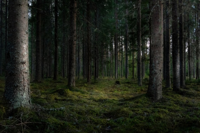 Тело без вести пропавшего мужчины нашли в лесу у пруда в Воронежской области
