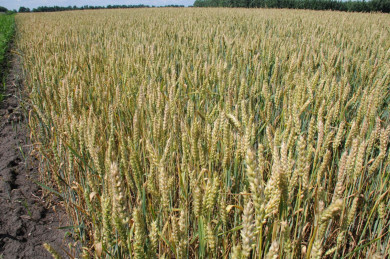 Выяснилось, сколько зерновых и сахарной свёклы погибло в Воронежской области из-за заморозков