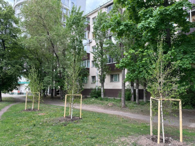 Деревьям в Воронеже проведут томографию, рассказал мэр