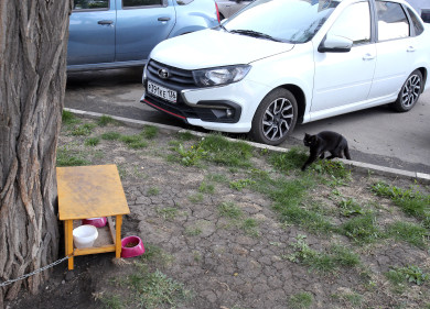 В подъезде воронежской многоэтажки развернулось сражение за судьбу двух дворовых кошек
