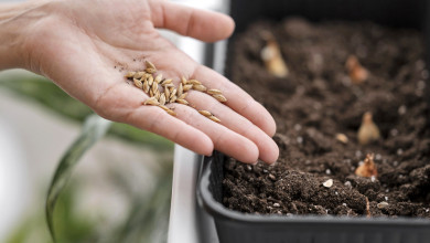 Как аферисты обманывают дачников