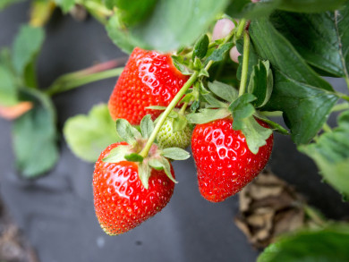 Стало известно, когда подешевеют черешня и клубника в Воронеже