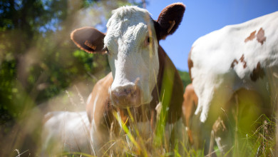Почему жители воронежского села поругались из-за навоза