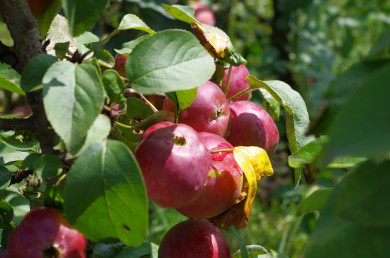 Прогноз погоды в Воронеже на воскресенье, 7 июля