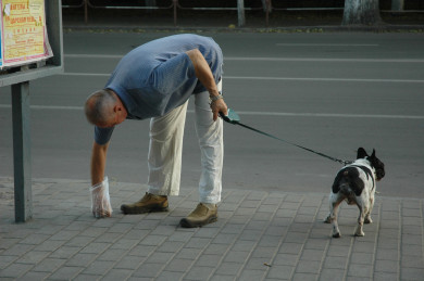 Воронежцев могут начать штрафовать за неубранные фекалии