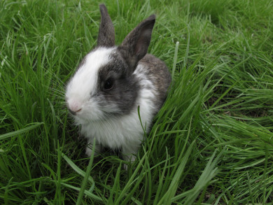 Мужчину осудили за съедение кроликов в Воронежской области