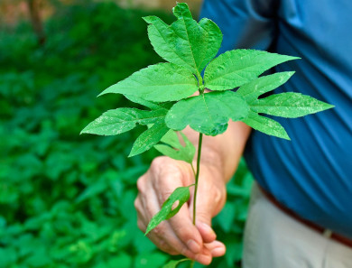 Карантин из-за опасного сорняка ввели в Воронеже