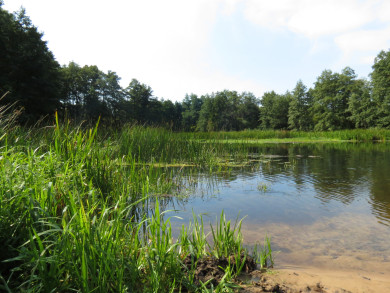 «Полно фекалий». Воронежцы вынуждены купаться с отходами жизнедеятельности