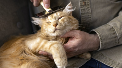 Стоит ли стричь домашнюю кошку в жару и будет ли животному лучше без шерсти?