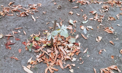 Краеведа обеспокоило состояние дубов, «выращенных» Петром I и посаженных в воронежском сквере