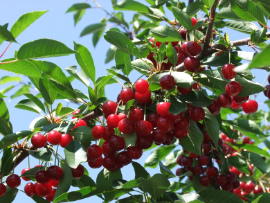 Облачно и жарко: воронежцам рассказали о погоде на выходных