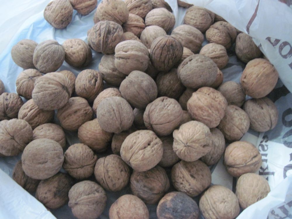 Белый орех. Узбекские орехи. Маленькие орехи. Маленькие орешки белые. Хочу купить орехи