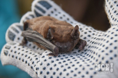 Воронежские волонтёры: «Город заполонили летучие мыши!»