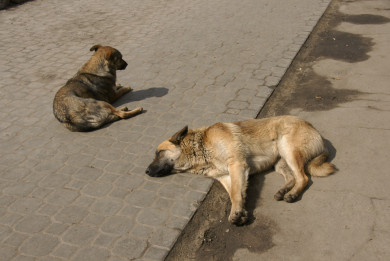 Бастрыкин заинтересовался нападением бездомной собаки на младшеклассника в Воронежской области