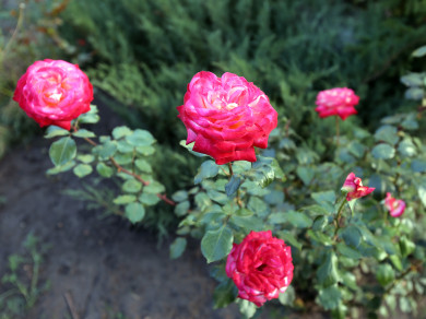 Прогноз погоды в Воронеже на вторник, 10 сентября