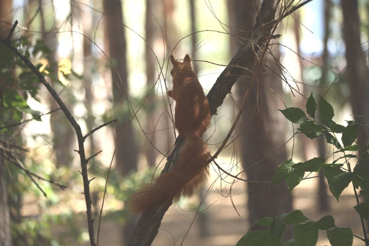16 деревьев вырубят в&nbsp;воронежском парке