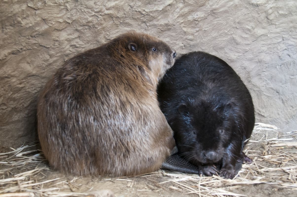 Власти Польши объявили войну воронежским бобрам