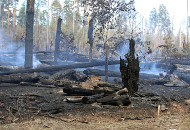 Высокий столб дыма в небе встревожил воронежцев
