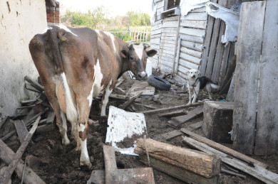 Очаг бешенства нашли в воронежском селе
