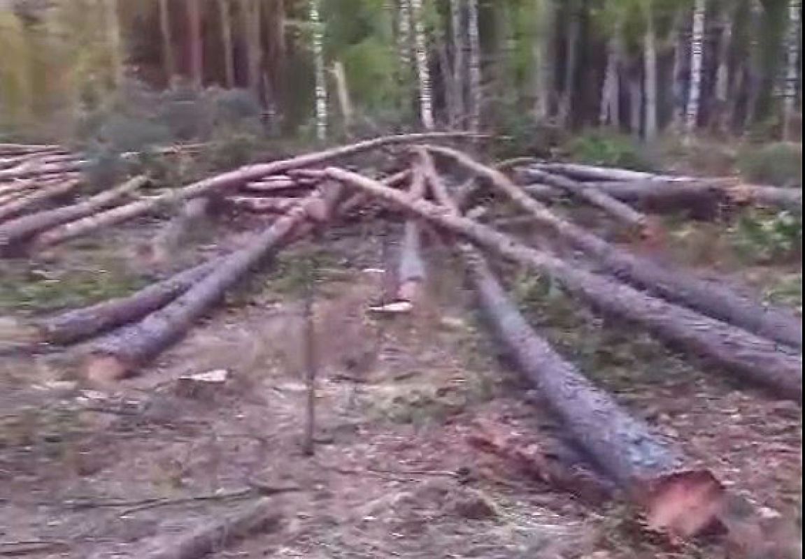 «Нещадно рубят лес». Массовая вырубка деревьев в&nbsp;сквере возмутила воронежцев