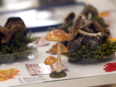 Выяснилось, когда белые грибы могут появиться в воронежских лесах 