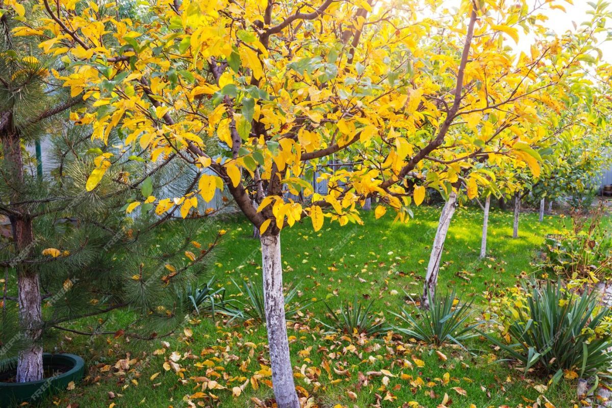 На улице 60 Армии высадят больше деревьев, чем удалили, сообщили в&nbsp;мэрии